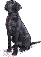Black-Labrador